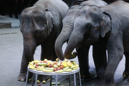 Russia Circus Elephant Calves
