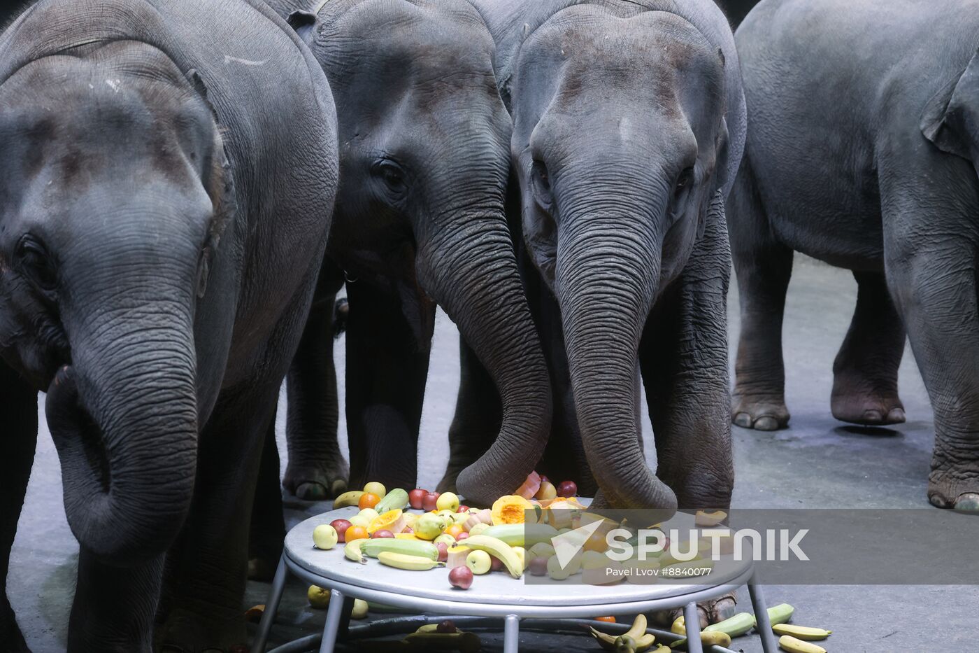 Russia Circus Elephant Calves