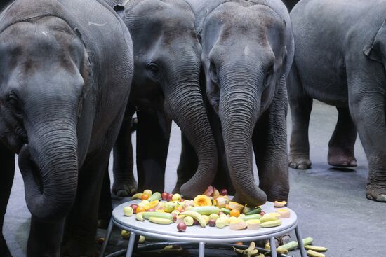Russia Circus Elephant Calves