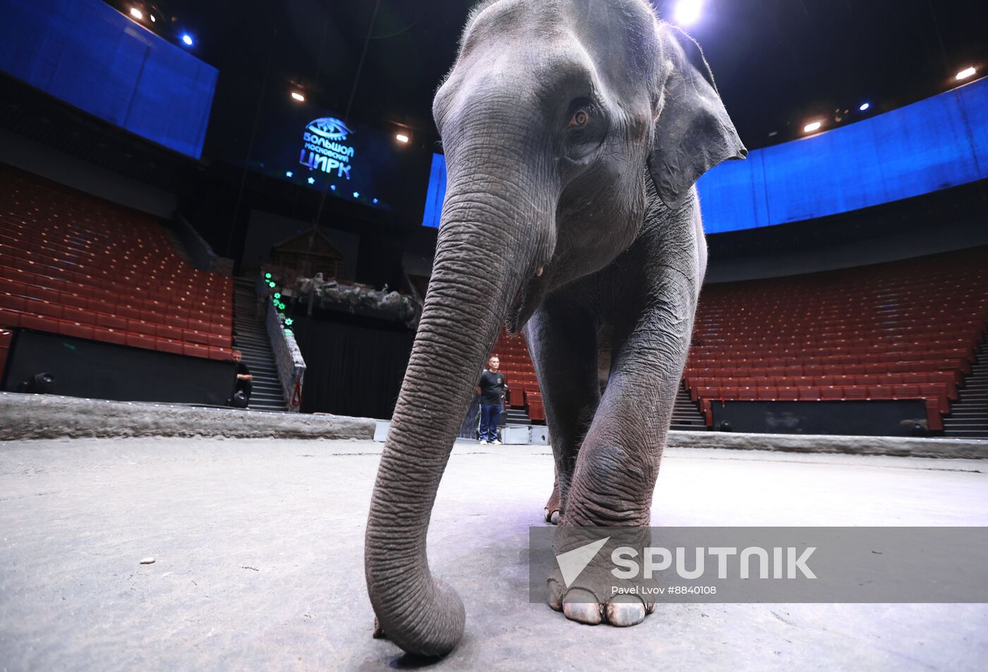Russia Circus Elephant Calves