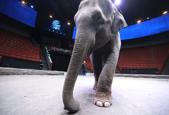 Russia Circus Elephant Calves