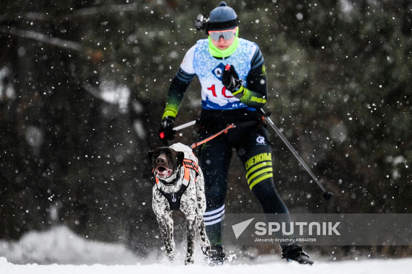 Russia Sled Dog Race