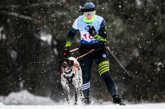 Russia Sled Dog Race