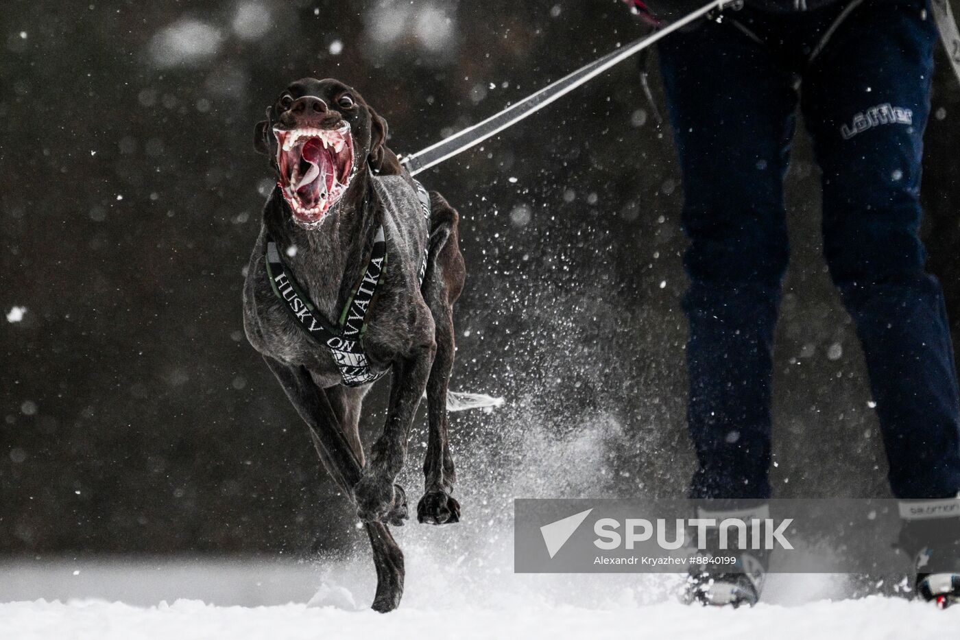 Russia Sled Dog Race