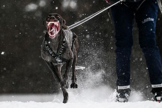 Russia Sled Dog Race