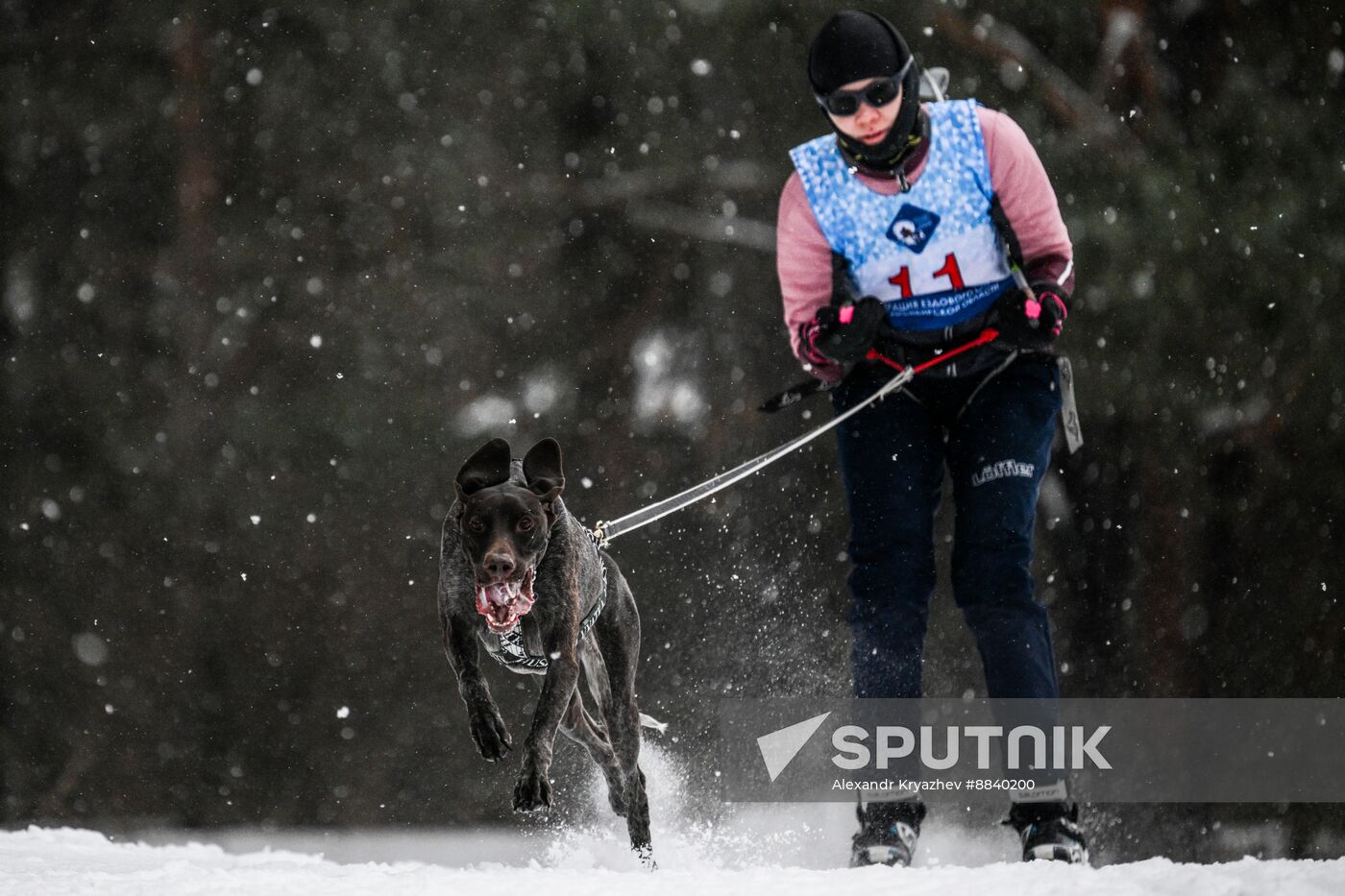 Russia Sled Dog Race