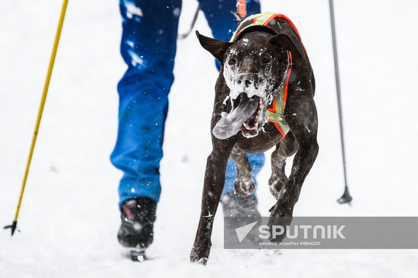 Russia Sled Dog Race