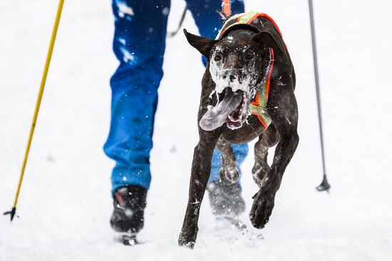 Russia Sled Dog Race