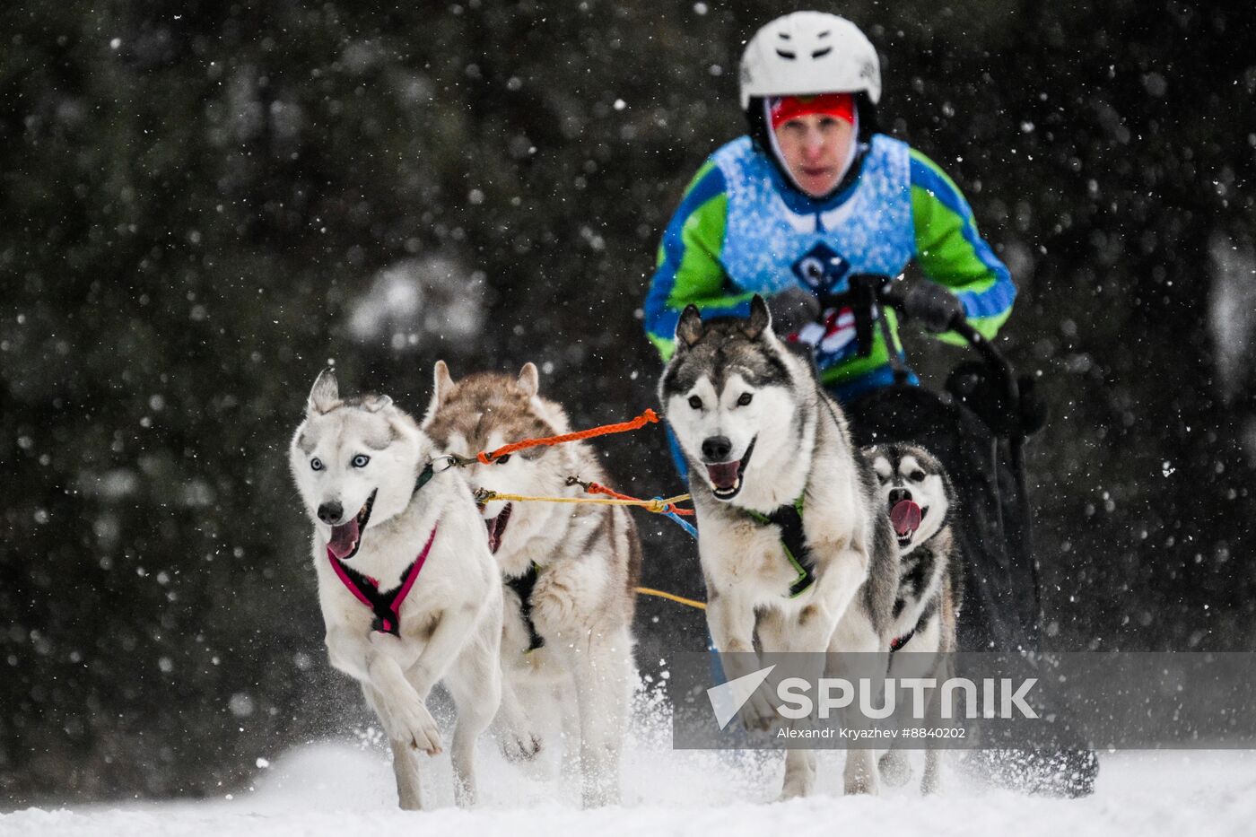 Russia Sled Dog Race