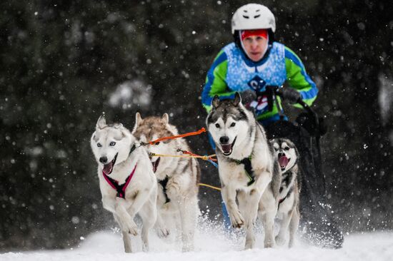 Russia Sled Dog Race