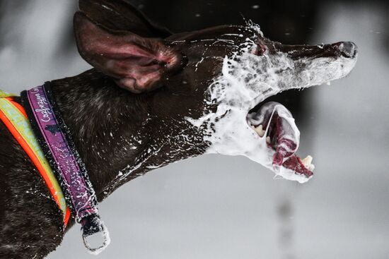 Russia Sled Dog Race