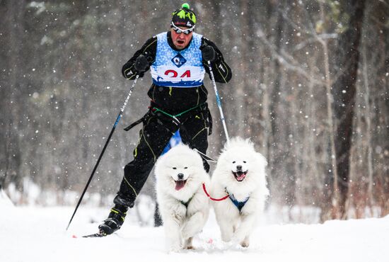 Russia Sled Dog Race