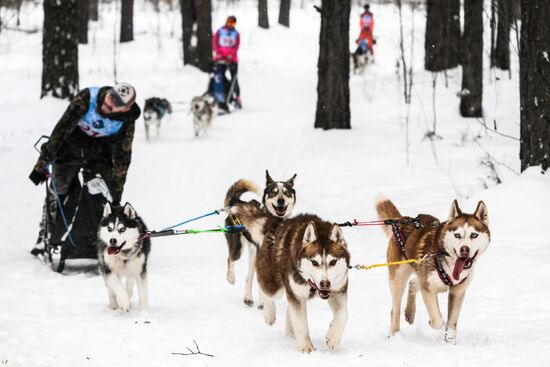 Russia Sled Dog Race