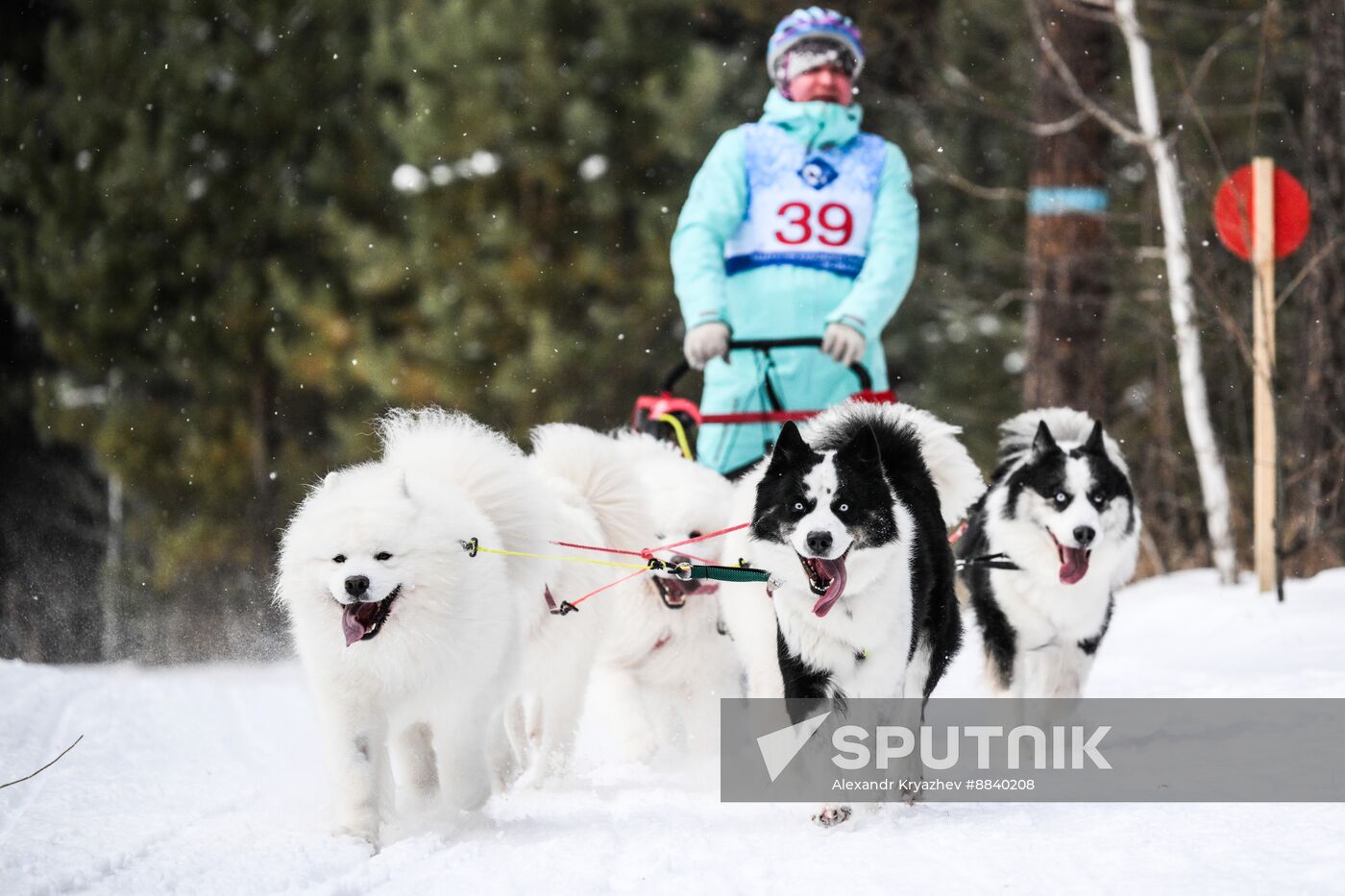 Russia Sled Dog Race