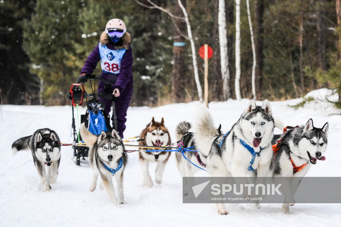 Russia Sled Dog Race