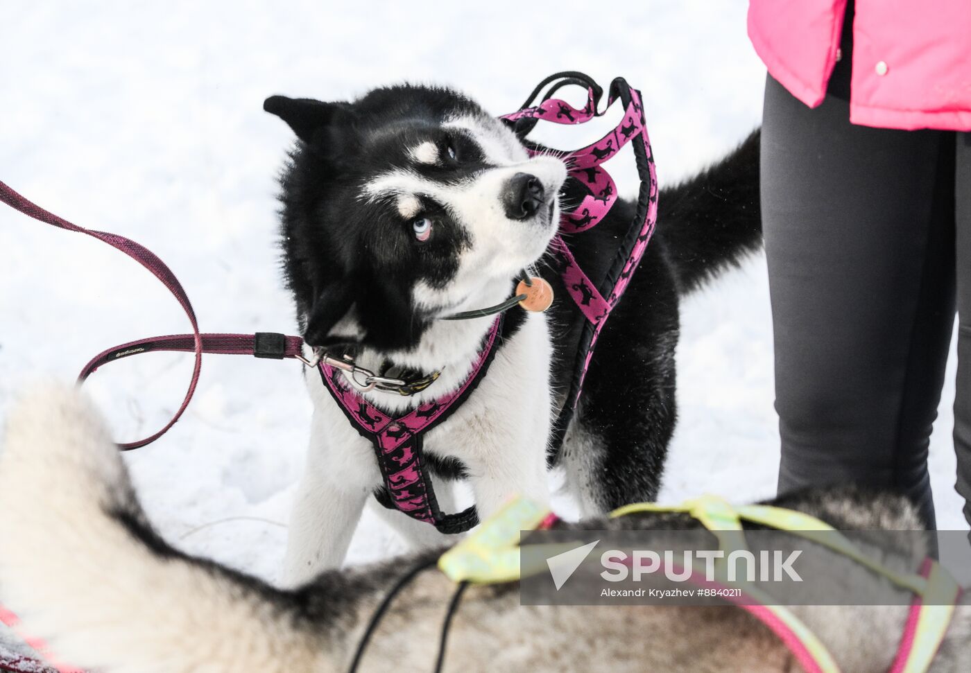 Russia Sled Dog Race