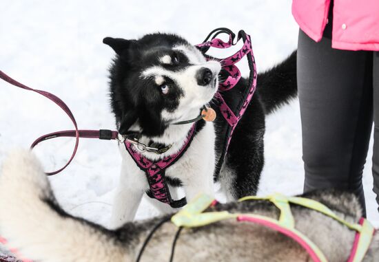 Russia Sled Dog Race