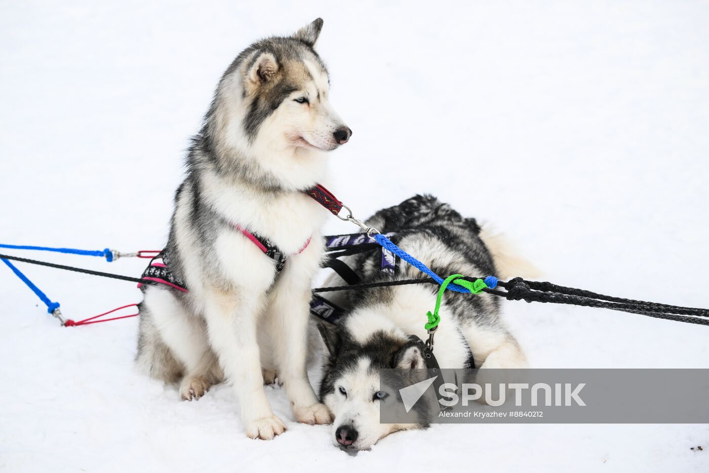 Russia Sled Dog Race