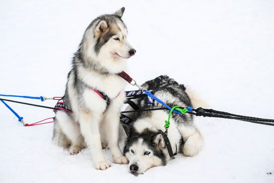 Russia Sled Dog Race