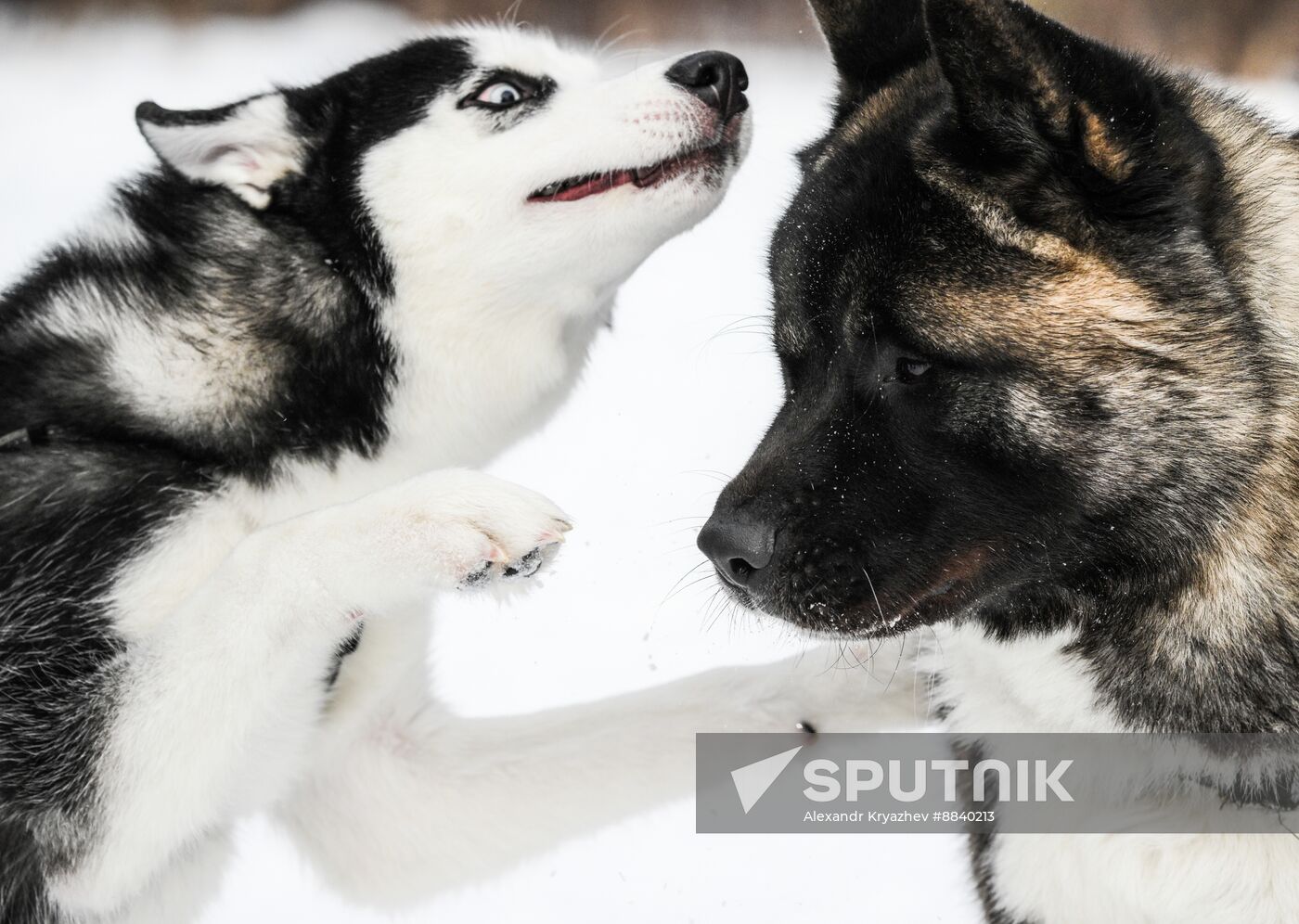 Russia Sled Dog Race