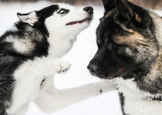 Russia Sled Dog Race