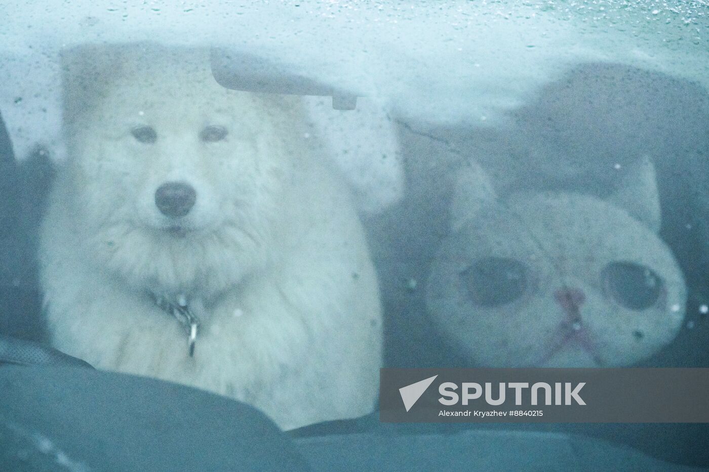 Russia Sled Dog Race