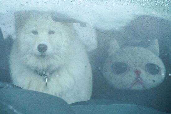 Russia Sled Dog Race