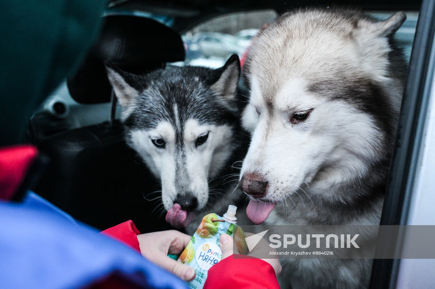 Russia Sled Dog Race