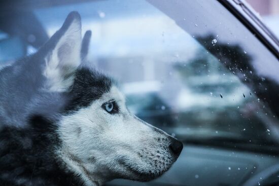 Russia Sled Dog Race