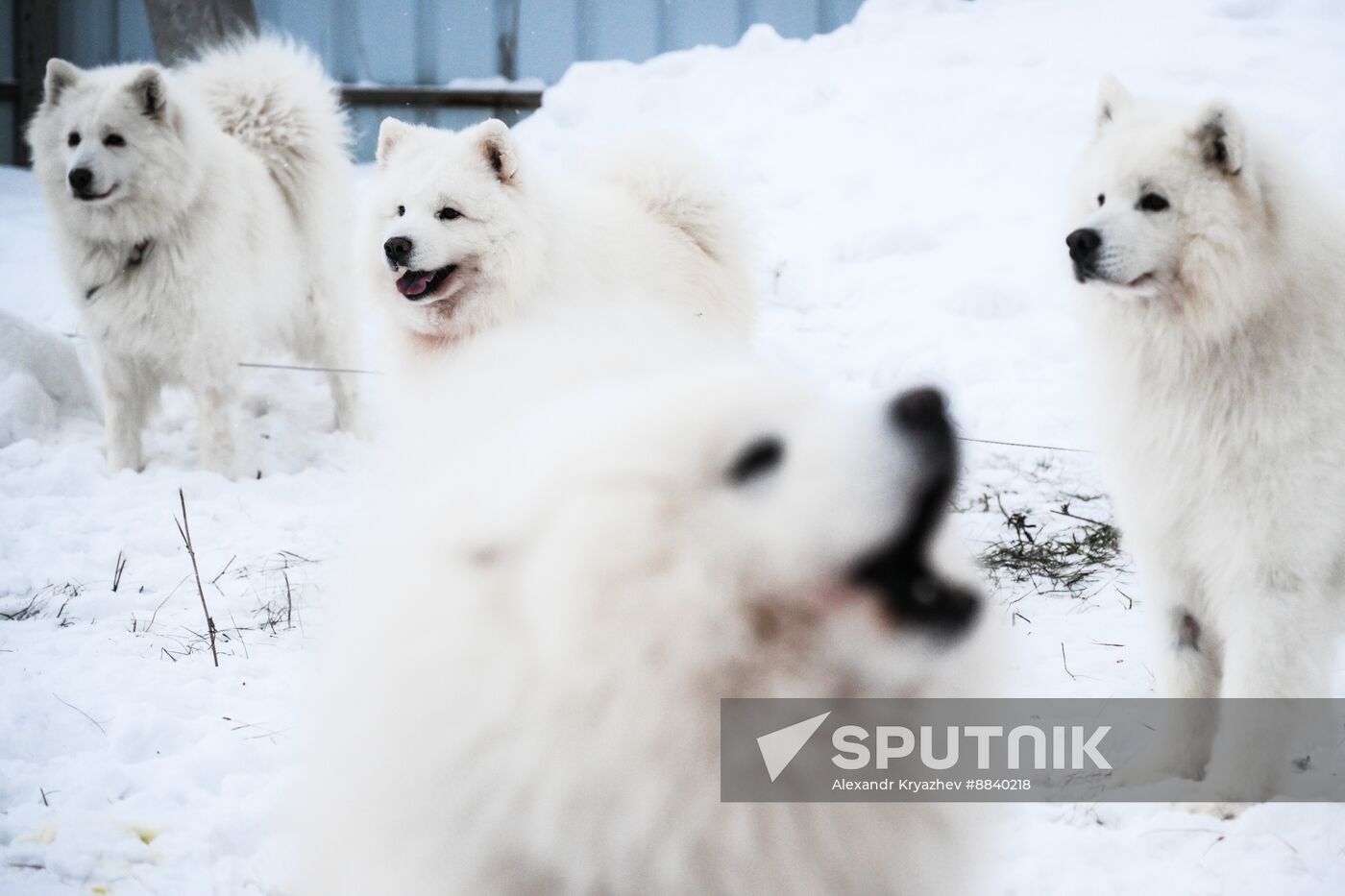 Russia Sled Dog Race