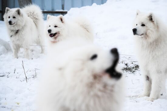 Russia Sled Dog Race