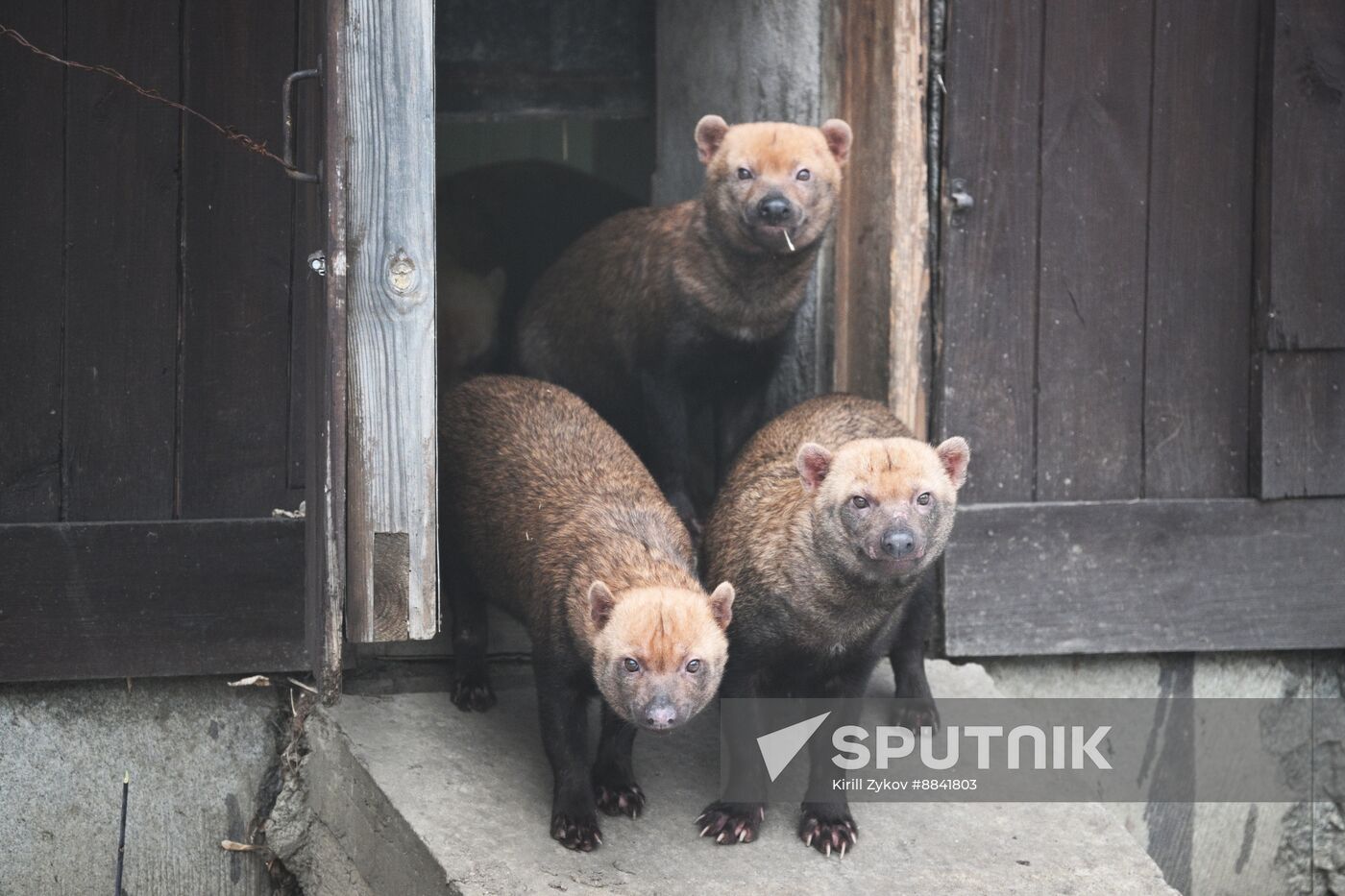 Russia Zoo