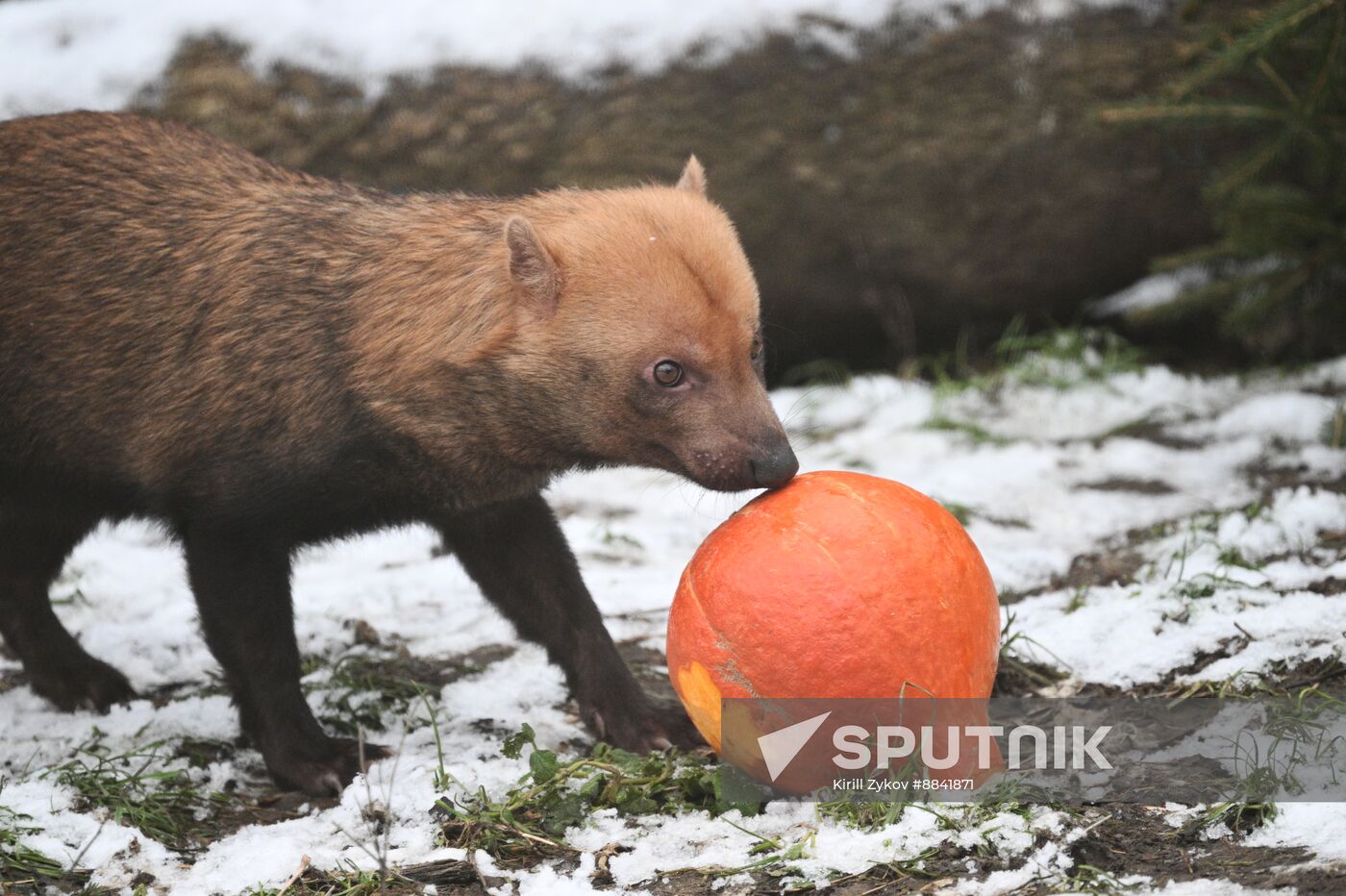 Russia Zoo