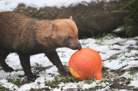 Russia Zoo