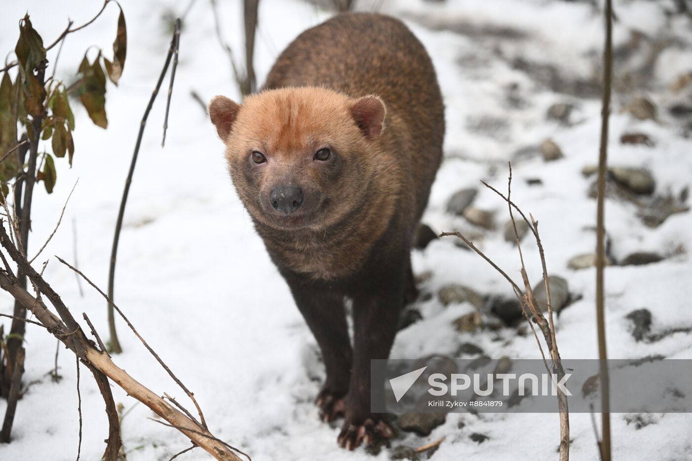 Russia Zoo