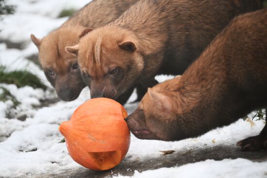 Russia Zoo