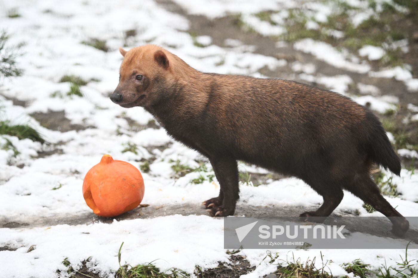 Russia Zoo