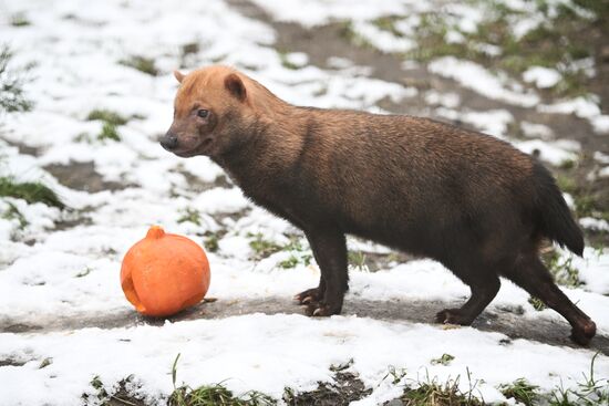 Russia Zoo