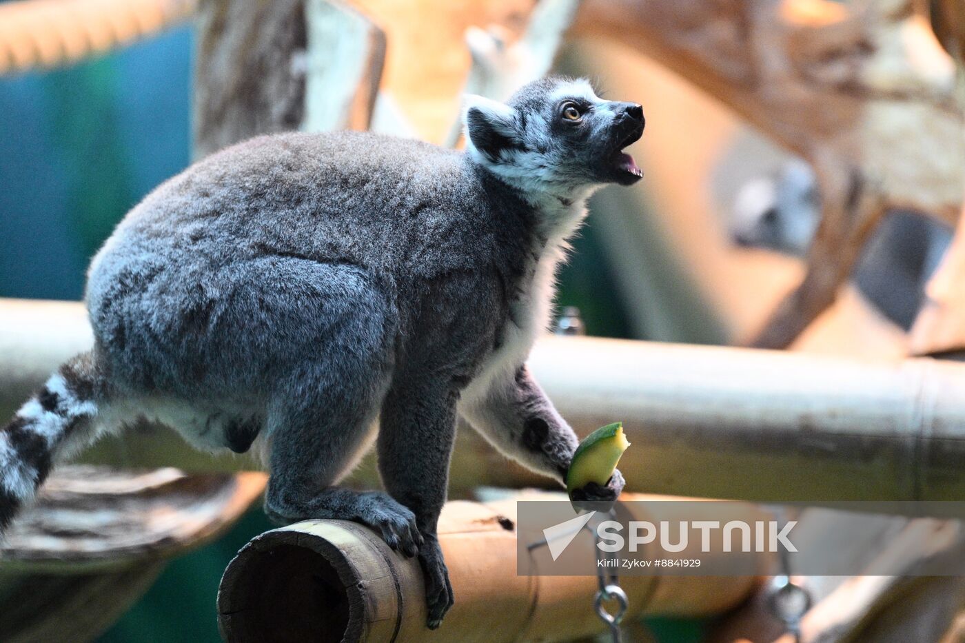 Russia Zoo