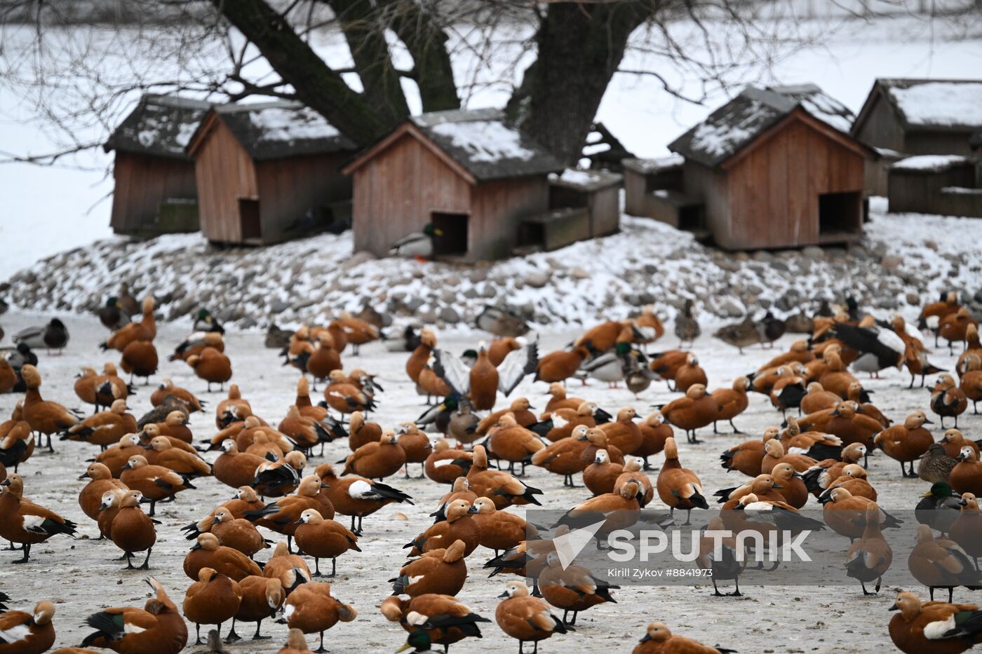 Russia Zoo