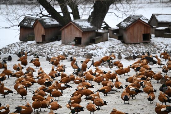 Russia Zoo