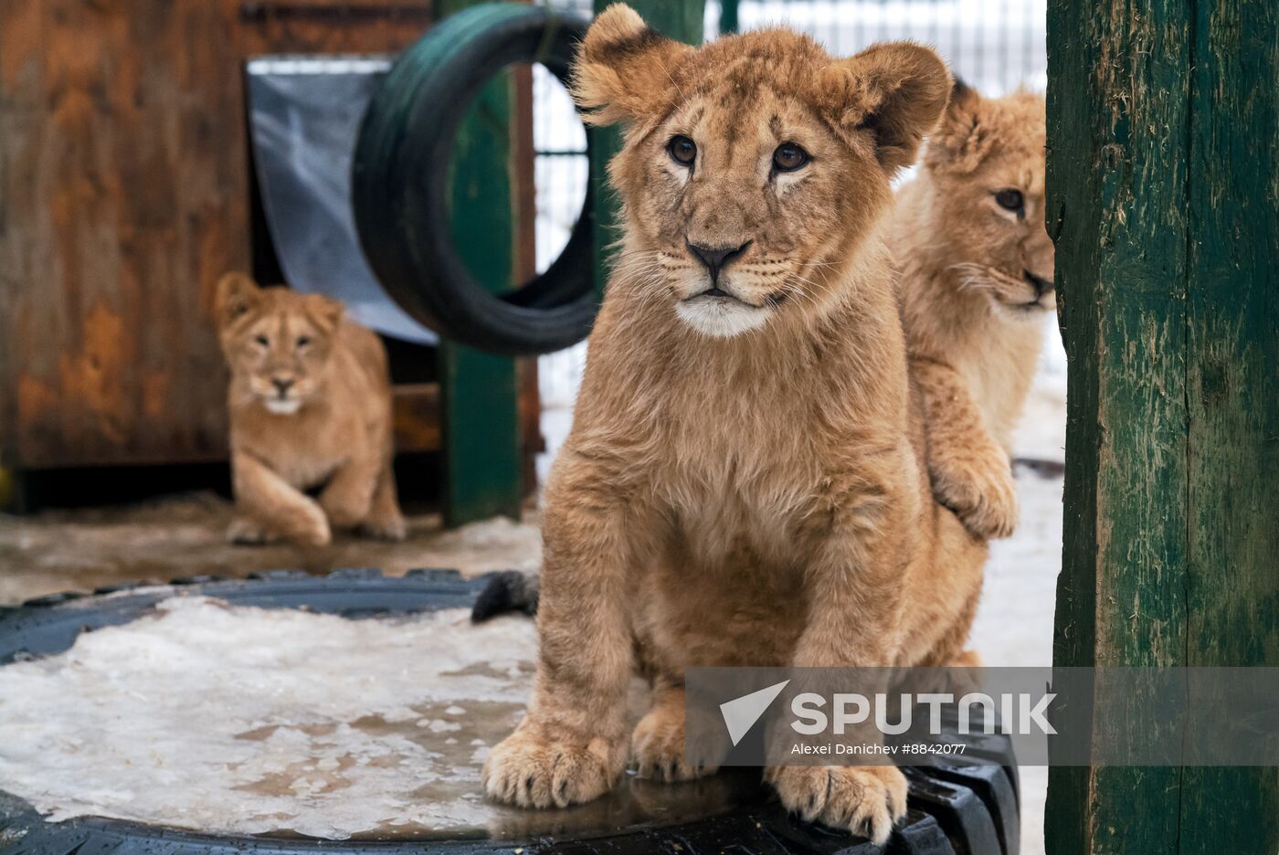 Russia Wild Animal Shelter