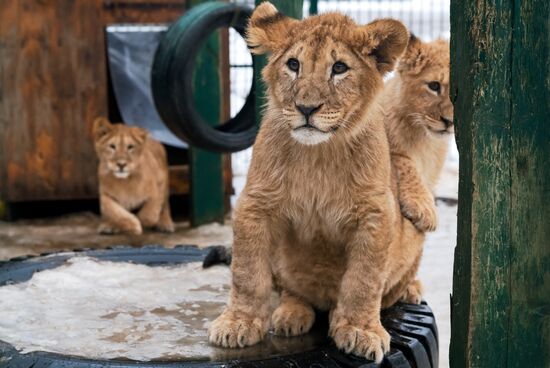 Russia Wild Animal Shelter