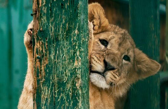 Russia Wild Animal Shelter