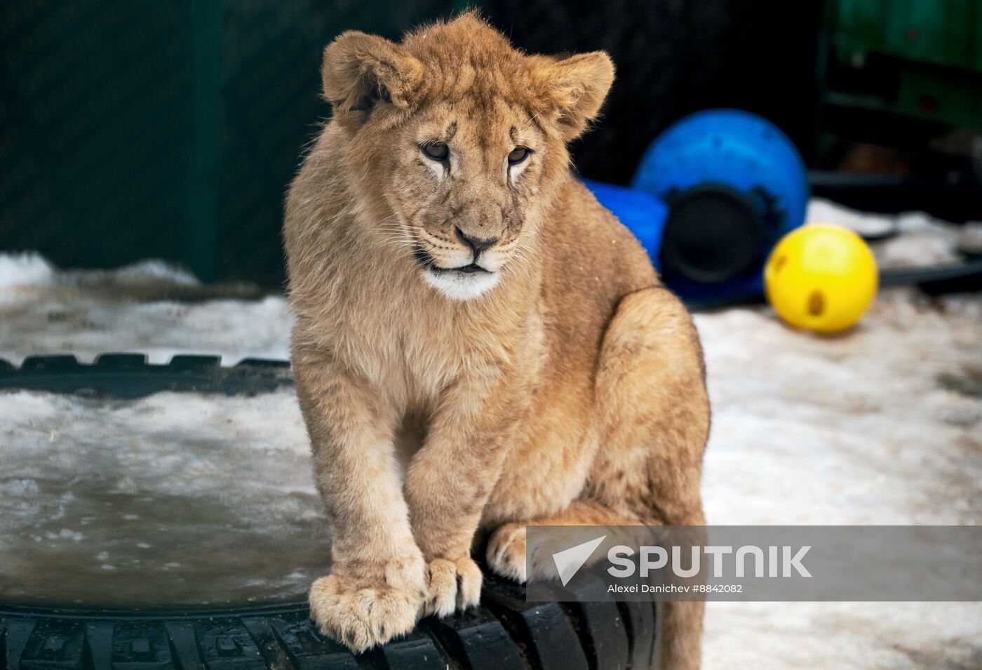 Russia Wild Animal Shelter