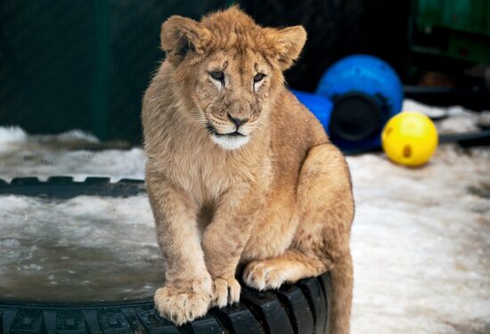 Russia Wild Animal Shelter