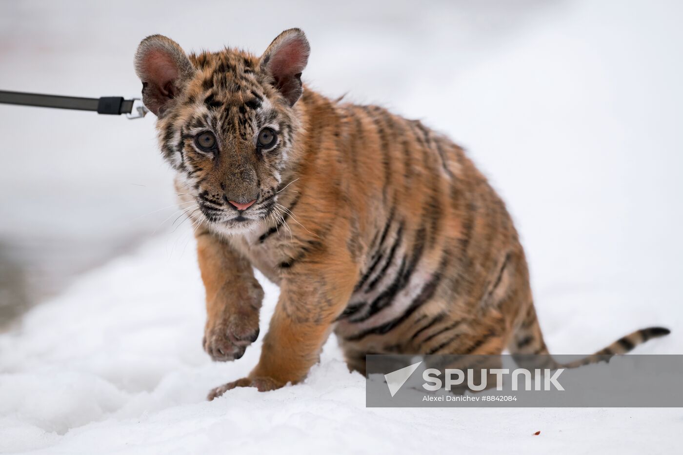 Russia Wild Animal Shelter