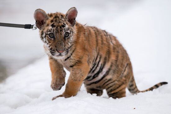 Russia Wild Animal Shelter