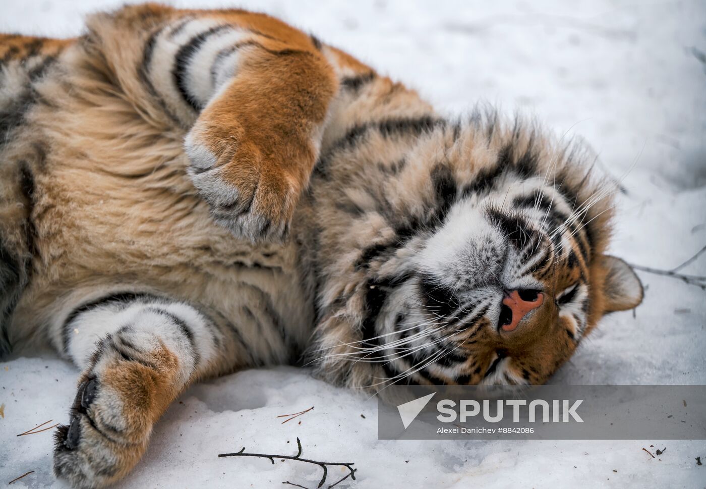 Russia Wild Animal Shelter