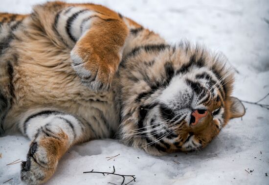 Russia Wild Animal Shelter